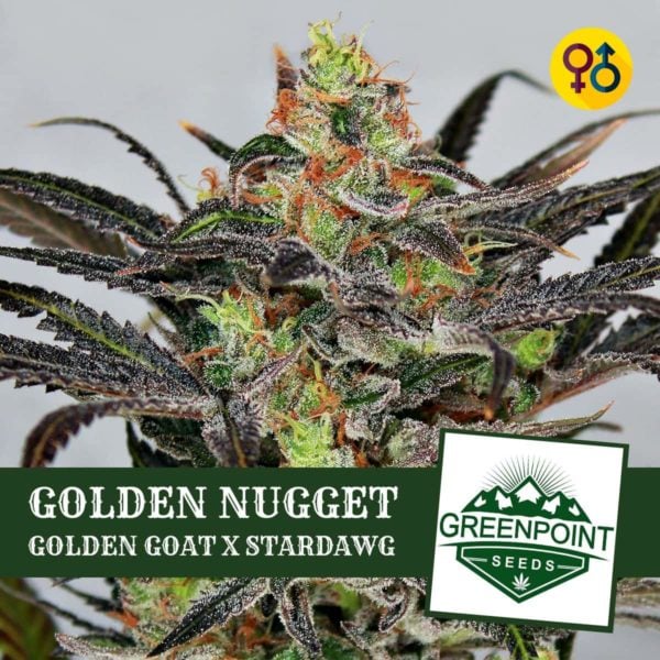 Golden Stardawg - Golden Goat X Stardawg | Greenpoint Seeds
