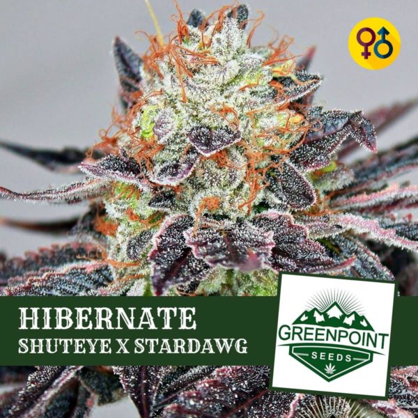 Hibernate - Shuteye X Stardawg | Greenpoint Seeds