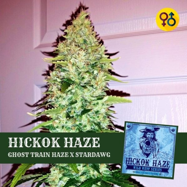 Hickok Haze - Ghost Train Haze X Stardawg | Greenpoint Seeds