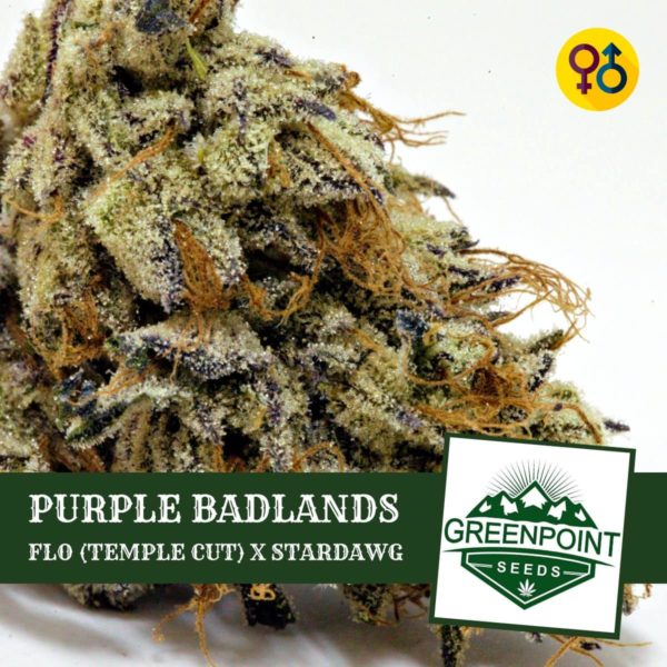 Purple Badlands - Flo (Temple Cut) X Stardawg - Greenpoint Seeds