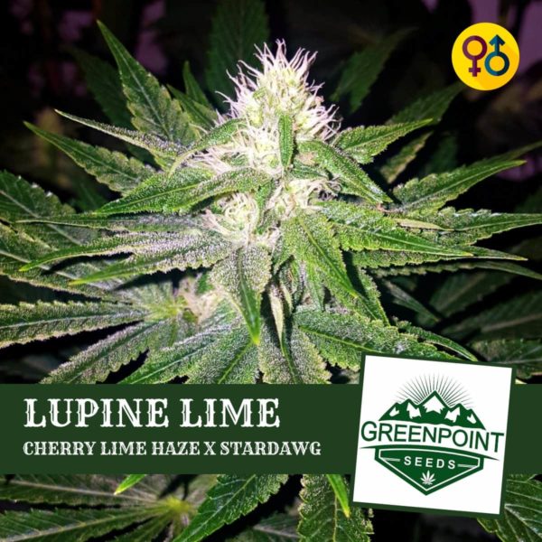 Lupine Lime Cannabis Seeds - Cherry Lime Haze X Stardawg | Greenpoint Seeds