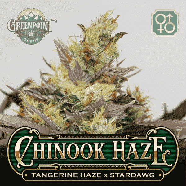 Tangerine Haze x Stardawg Seeds - Chinook Haze Cannabis Seeds - US Seed Bank