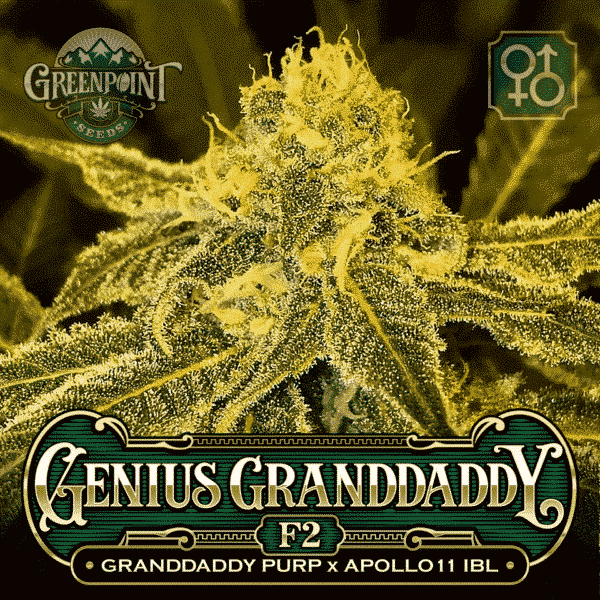 Granddaddy Purple (GDP) x Apollo 11 IBL Seeds - Genius Granddaddy F2 Seeds - US Marijuana Seed Bank