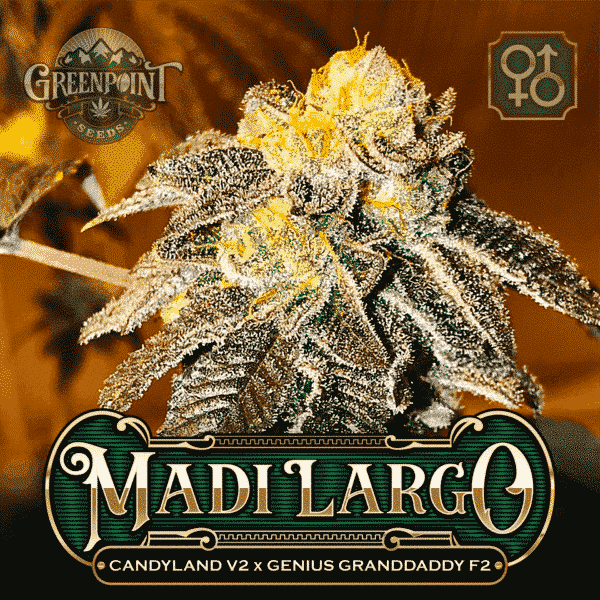 Candyland v2 x Genius Granddaddy F2 Seeds - Madi Largo Cannabis Seeds - US Seed Bank