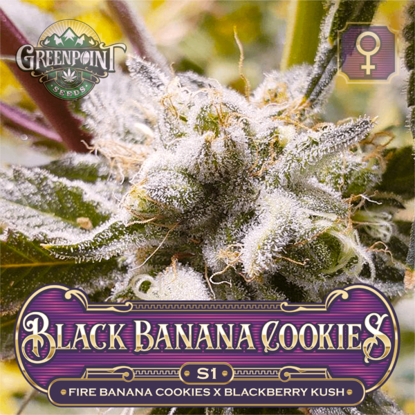 Black Banana Cookies S1 Cannabis Strain - Blackberry Kush Seeds - Greenpoint Seeds