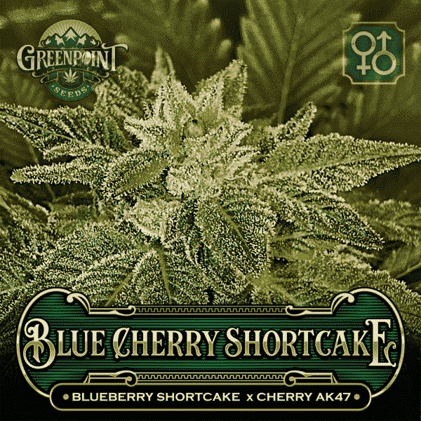 Blueberry Shortcake x Cherry AK-47 Seeds - Blue Cherry Shortcake Cannabis Seeds - Colorado Seed Bank