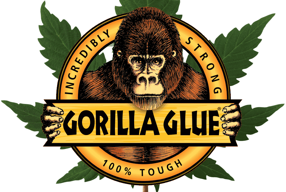 Gorilla Glue #4 S1 Cannabis Seeds