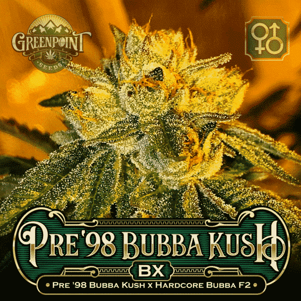 Pre 98 Bubba Kush x Hardcore Bubba F2 Seeds - Pre '98 Bubba Kush Cannabis Seeds - Colorado Seed Bank