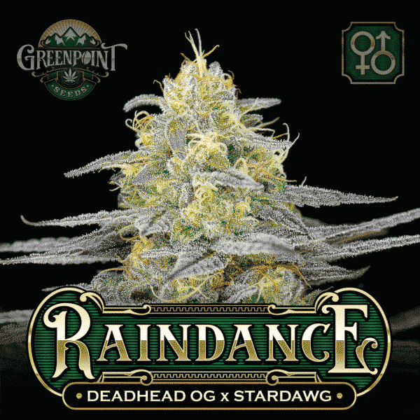 Deadhead OG x Stardawg Cannabis Seeds - Raindance Seeds - Greenpoint Seeds USA