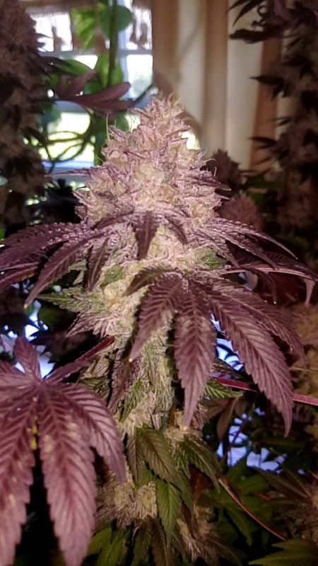 Image #28 from GreenPointGrower93