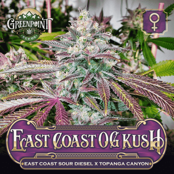 East Coast OG Kush Feminized Cannabis Seeds - ECSD x Topanga Canyon Strain - Greenpoint Seeds