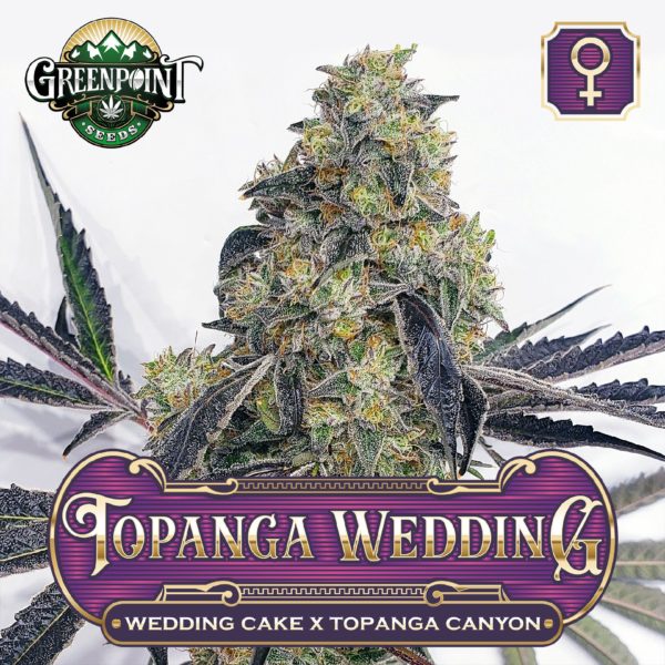 Topanga Wedding Feminized Cannabis Seeds - Wedding Cake x Topanga Canyon - Buy Feminized Seeds