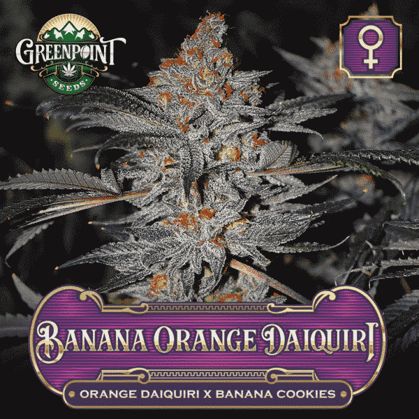 Banana Orange Daiquiri - Orange Daiquiri x Banana Cookies - Feminized Cannabis Seeds