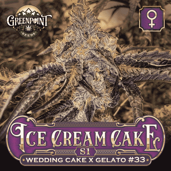 Ice Cream Cake S1 Feminized Cannabis Seeds - Greenpoint Seeds