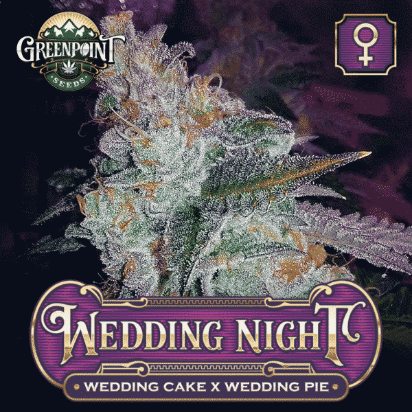 Wedding Cake x Wedding Pie Feminized Cannabis Seeds - Wedding Night - Buy Feminized Seeds Online