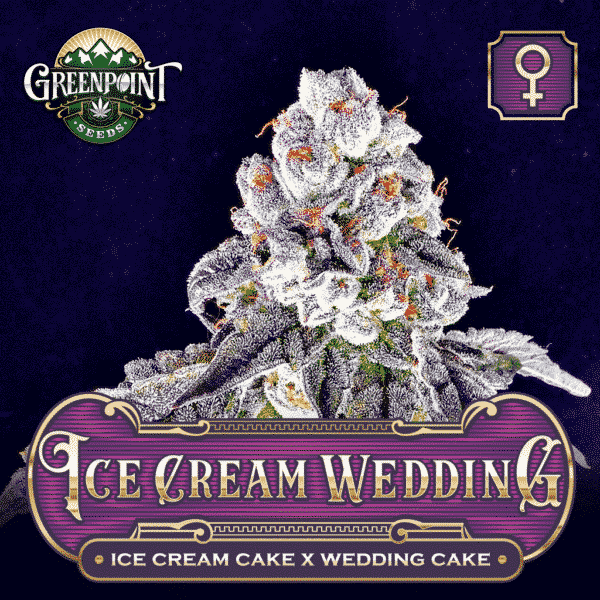 Ice Cream Cake x Wedding Cake Feminized Seeds - Ice Cream Wedding Cannabis Seeds
