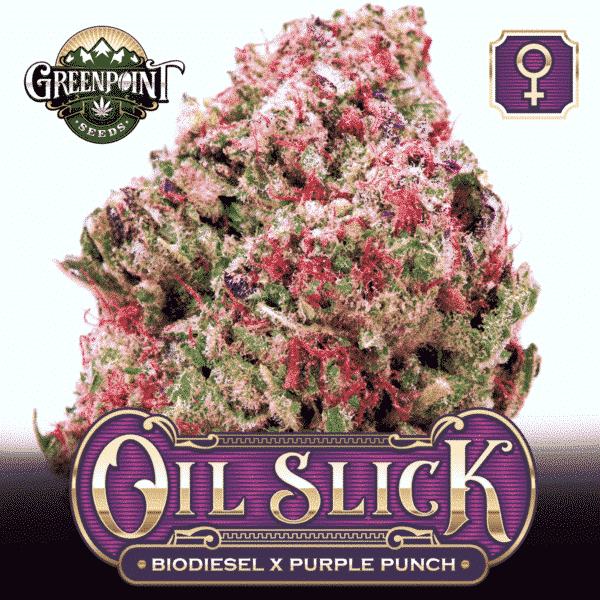 Biodiesel x Purple Punch Feminized Cannabis Seeds - Oil Slick Strain - Greenpoint Seed Bank