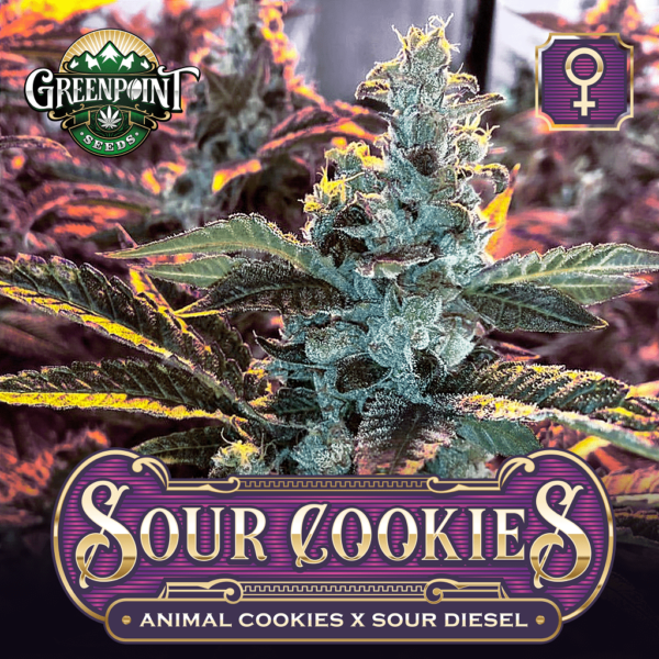 Animal Cookies x Sour Diesel Feminized Cannabis Seeds - Sour Cookies Marijuana Strain