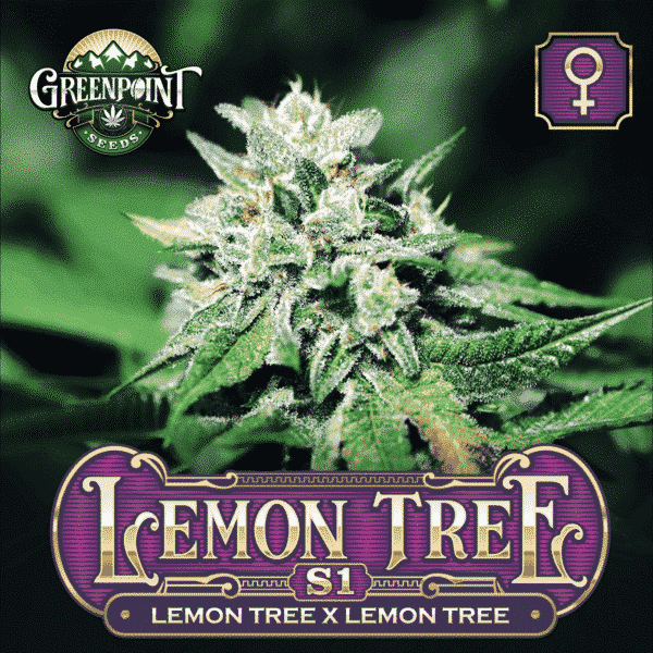 Lemon Tree S1 Feminized Cannabis Seeds - Best Seed Bank - Greenpoint Seeds