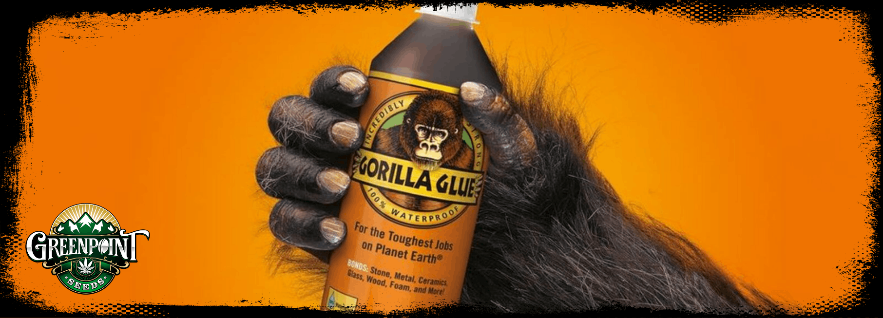 Gorilla Glue #4 - Greenpoint Seeds
