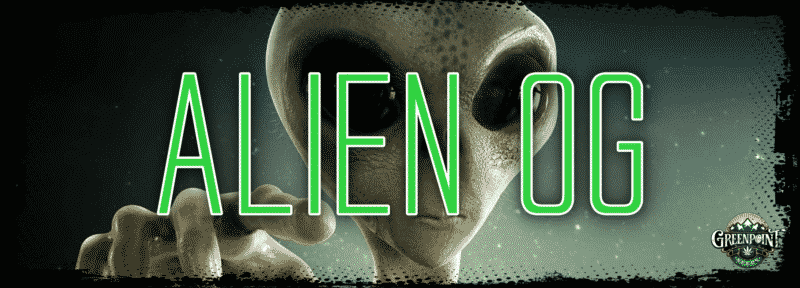 Alien OG Feminized Seeds - Alien OG x Animal Cookies | GPS