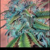 Flowering Headband strain used in Head Punch by Greenpoint Seeds