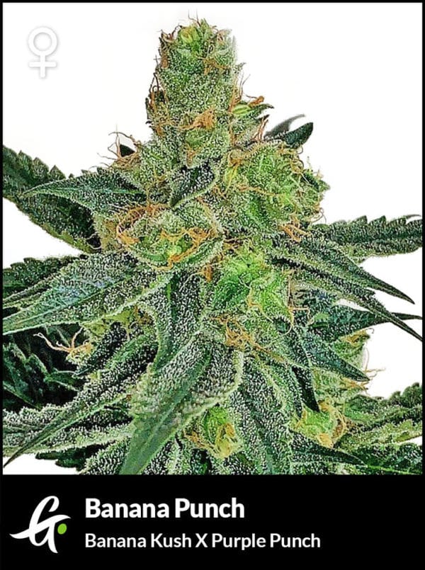 Flowering Banana Punch Cannabis Strain by Greenpoint-Seeds