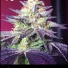 Flowering Motorbreath #15 cannabis strain used in Bison Breath by Greenpoint Seeds