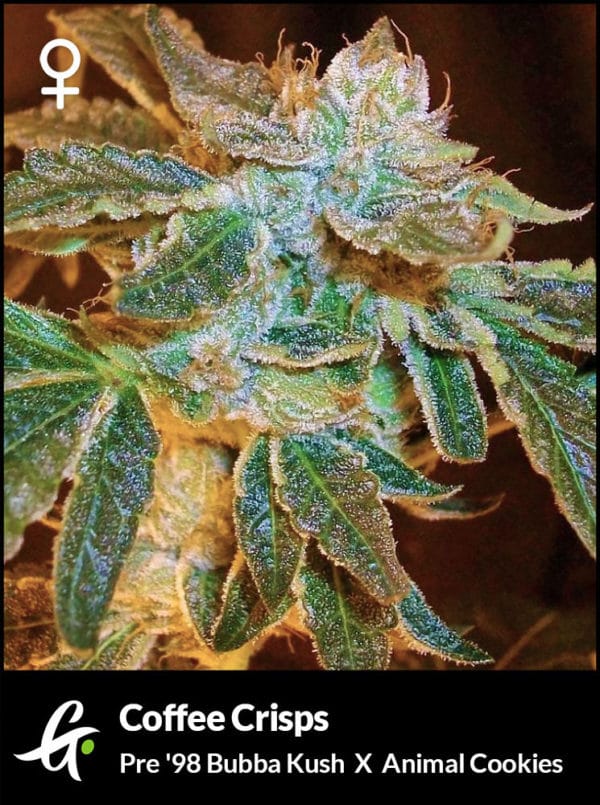 Flowering Coffee Crisps Cannabis Strain by Greenpoint Seeds